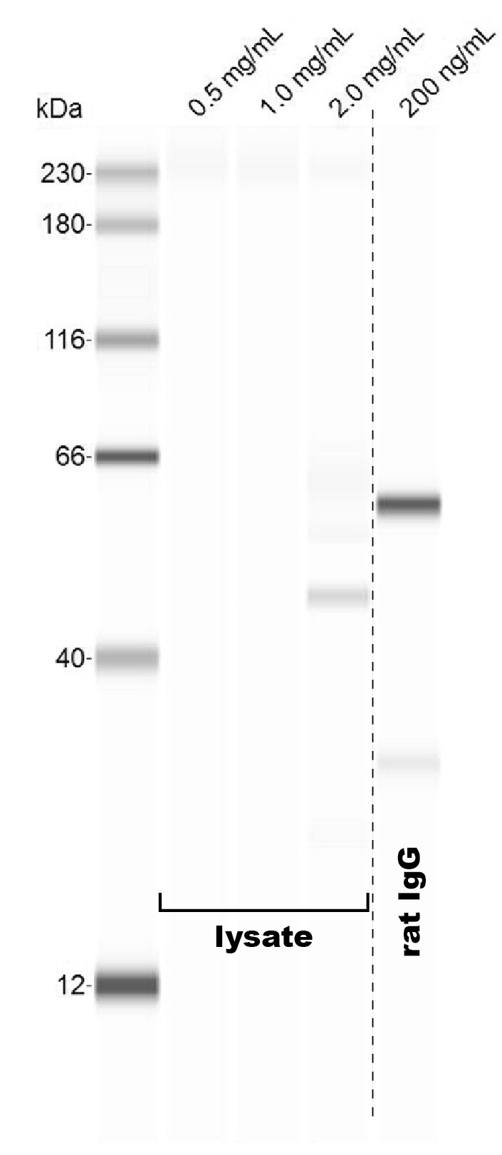 Mouse IL-3R alpha/CD123 Antibody MAB983