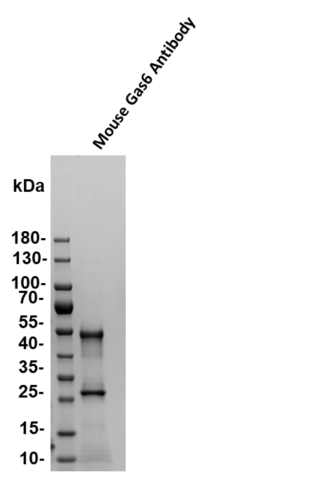 Mouse Gas6 Antibody MAB986