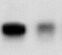 Human IgG1 Antibody MAB9894