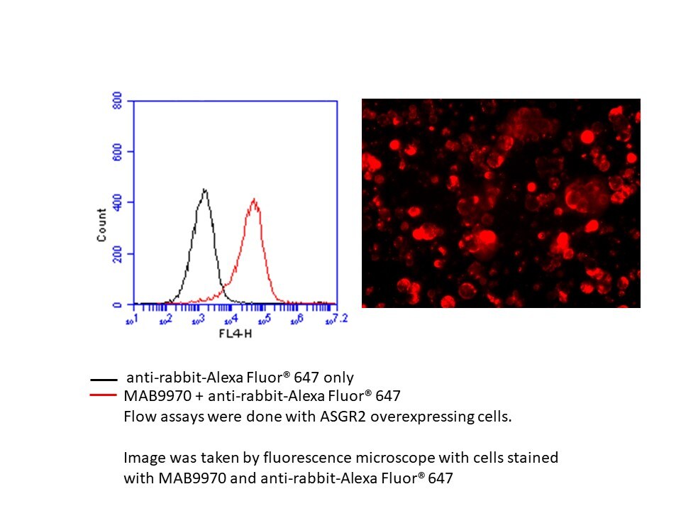 Human ASGR2 Antibody MAB9970