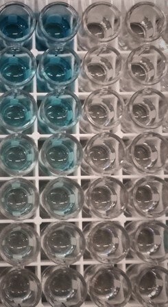 Mouse CXCL12/SDF-1 alpha Quantikine ELISA Kit MCX120
