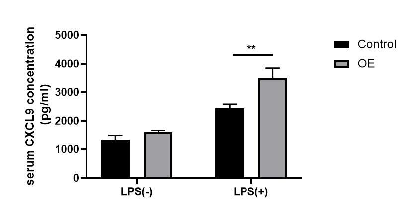 Mouse CXCL9/MIG Quantikine ELISA Kit MCX900