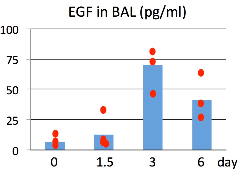 Mouse EGF Quantikine ELISA Kit MEG00