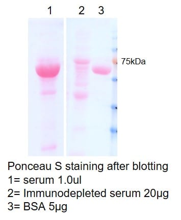 Proteome Purify 2 Mouse Serum Protein Immunodepletion Resin MIDR002