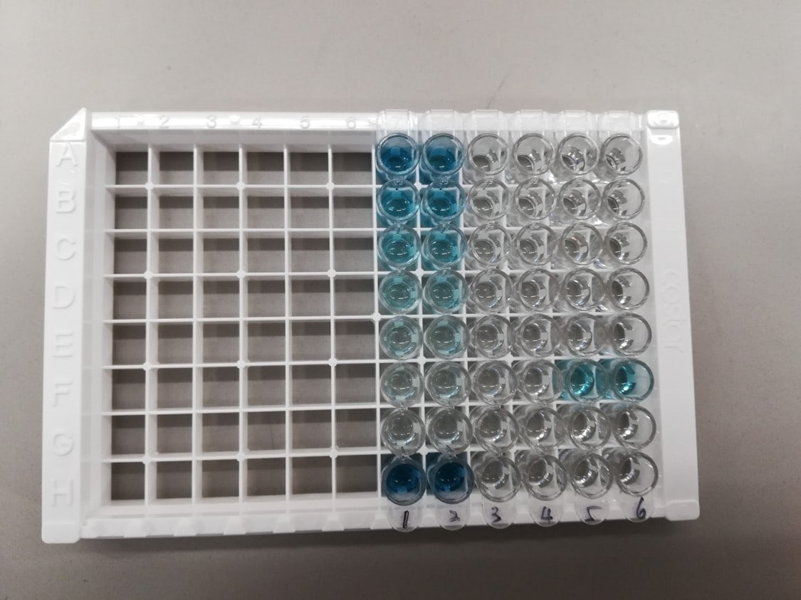 Mouse IFN-gamma Quantikine ELISA Kit MIF00