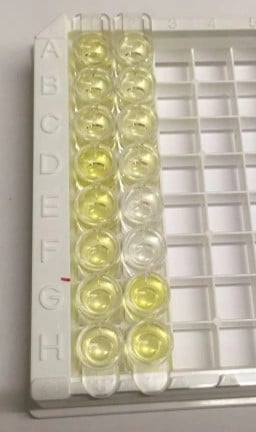 Mouse IFN-gamma Quantikine ELISA Kit MIF00