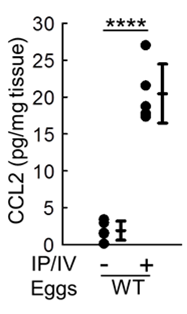 Mouse CCL2/JE/MCP-1 Quantikine ELISA Kit MJE00