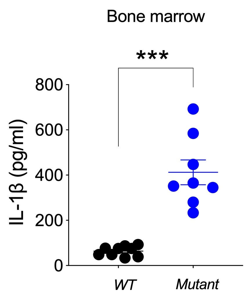 Mouse IL-1 beta/IL-1F2 Quantikine ELISA Kit MLB00C