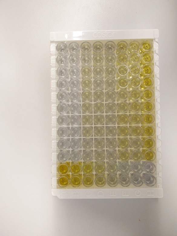 Mouse IL-1 beta/IL-1F2 Quantikine ELISA Kit MLB00C