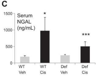 Mouse Lipocalin-2/NGAL Quantikine ELISA Kit MLCN20