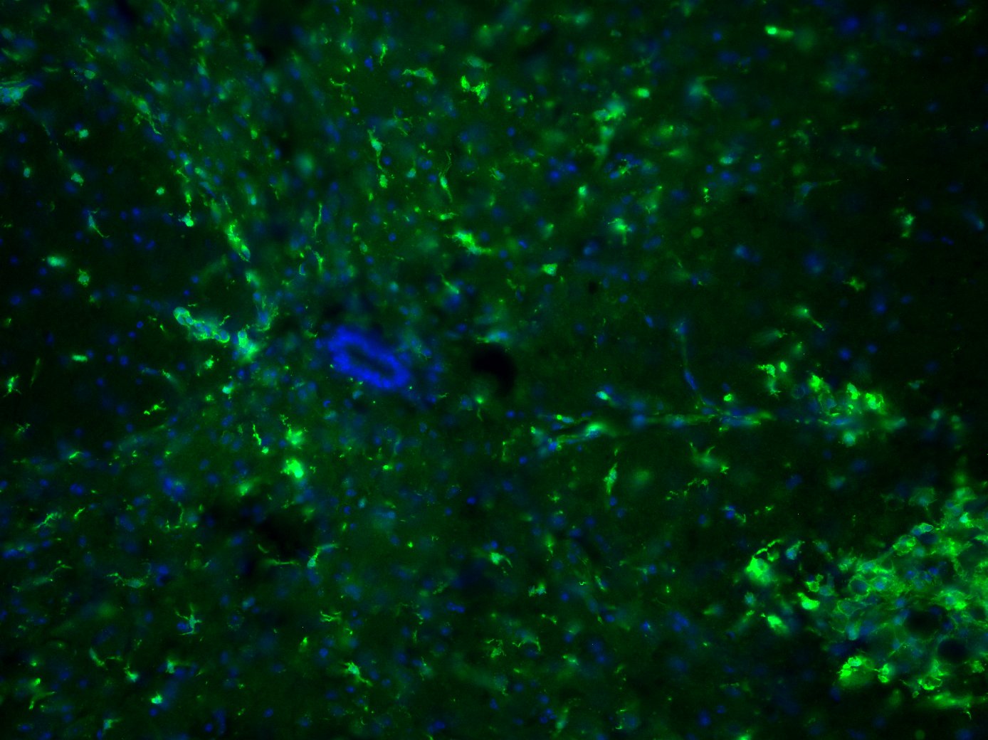 AIF-1/Iba1 Antibody NB100-1028