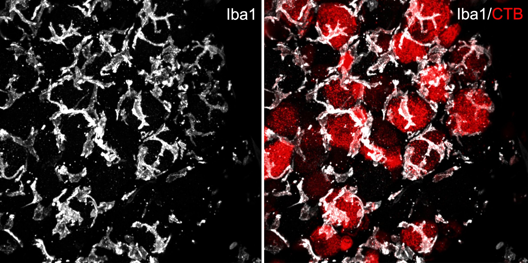 AIF-1/Iba1 Antibody NB100-1028
