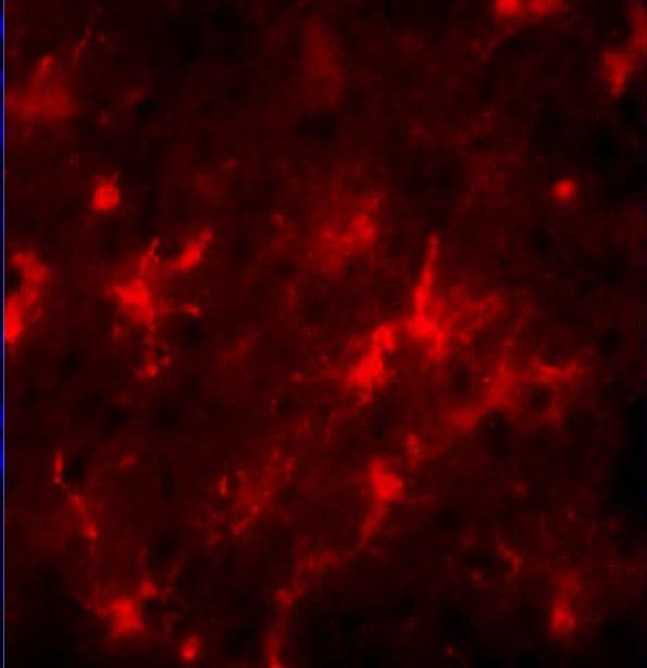 AIF-1/Iba1 Antibody NB100-1028
