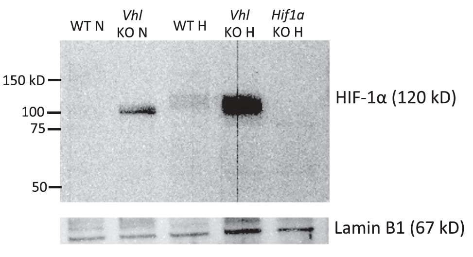 HIF-1 alpha Antibody (H1alpha67) NB100-105
