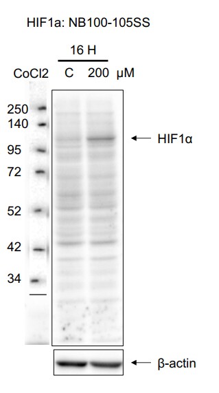HIF-1 alpha Antibody (H1alpha67) NB100-105