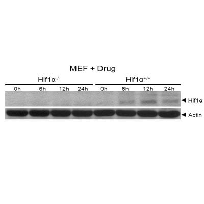 HIF-1 alpha Antibody (H1alpha67) NB100-105