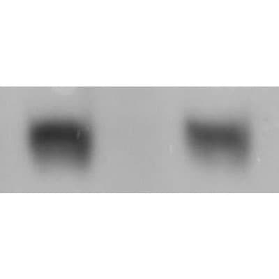 HIF-1 alpha Antibody (H1alpha67) NB100-105
