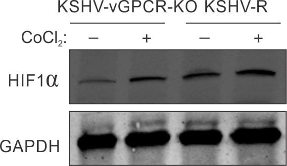 HIF-1 alpha Antibody (H1alpha67) NB100-105