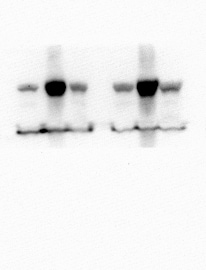 HIF-1 alpha Antibody (H1alpha67) NB100-105
