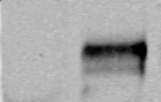HIF-1 alpha Antibody (H1alpha67) NB100-105