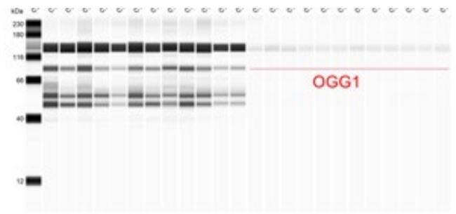 OGG1 Antibody - BSA Free NB100-106