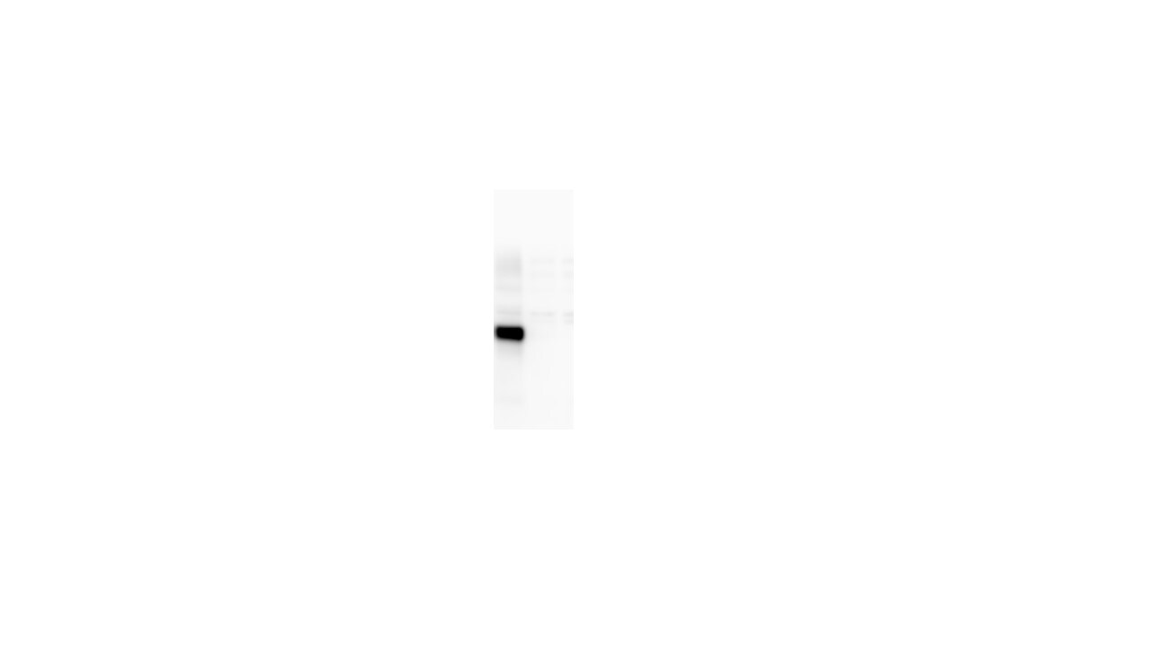 OGG1 Antibody - BSA Free NB100-106