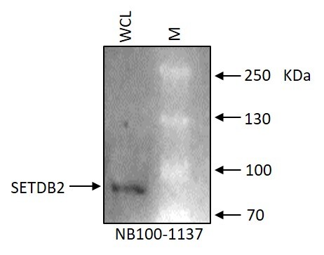 SETDB2 Antibody NB100-1137