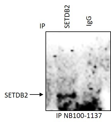 SETDB2 Antibody NB100-1137