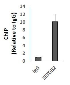 SETDB2 Antibody NB100-1137
