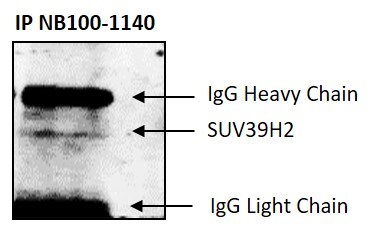SUV39H2 Antibody NB100-1140