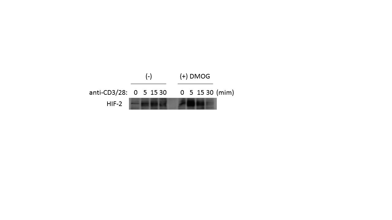 HIF-2 alpha/EPAS1 Antibody - BSA Free NB100-122