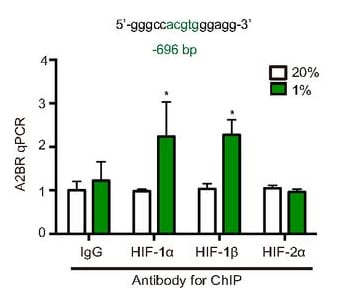 HIF-2 alpha/EPAS1 Antibody - BSA Free NB100-122