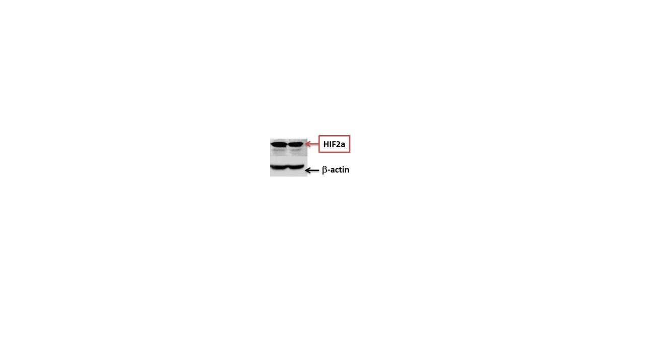 HIF-2 alpha/EPAS1 Antibody - BSA Free NB100-122