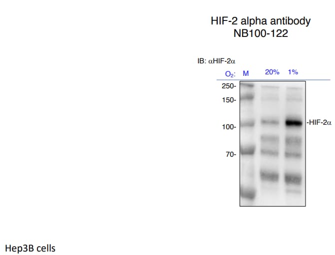 HIF-2 alpha/EPAS1 Antibody - BSA Free NB100-122