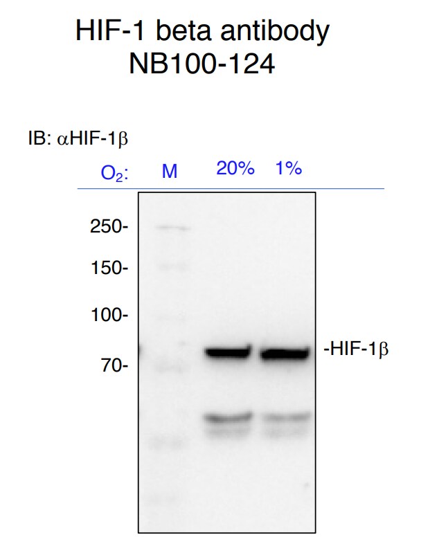 ARNT/HIF-1 beta Antibody (H1beta234) - BSA Free NB100-124