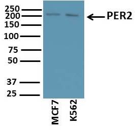 PER2 Antibody - BSA Free NB100-125