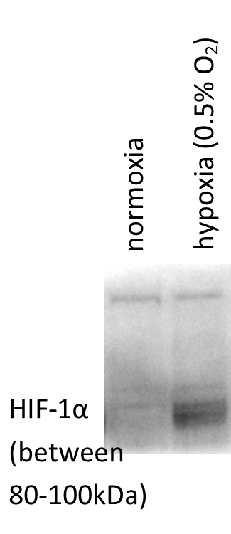 HIF-1 alpha Antibody - BSA Free NB100-134