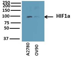 HIF-1 alpha Antibody - BSA Free NB100-134