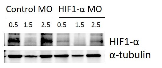HIF-1 alpha Antibody - BSA Free NB100-134