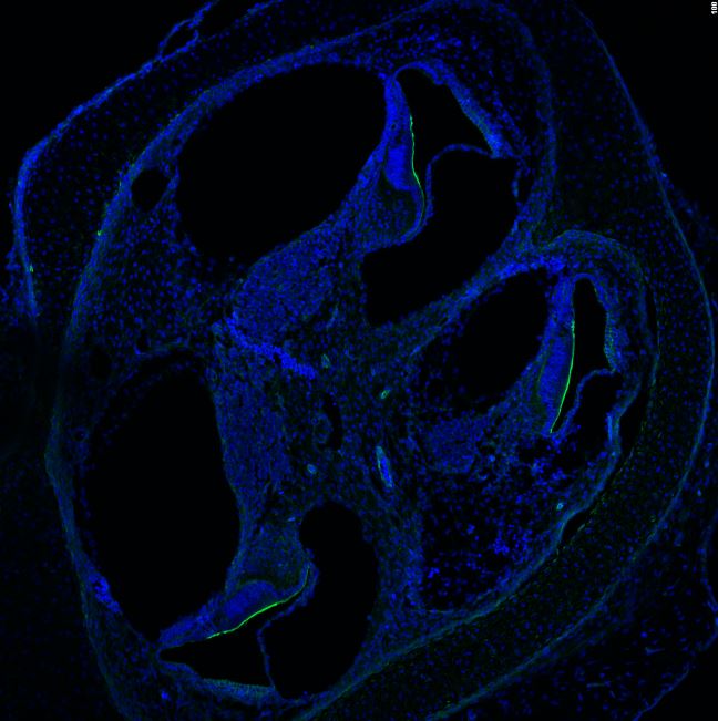 LMO7 Antibody NB100-1360