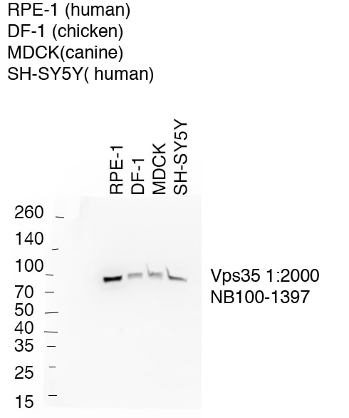 VPS35 Antibody NB100-1397