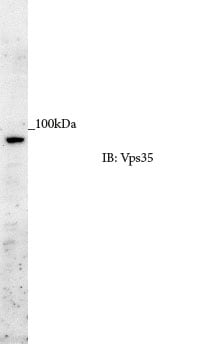 VPS35 Antibody NB100-1397