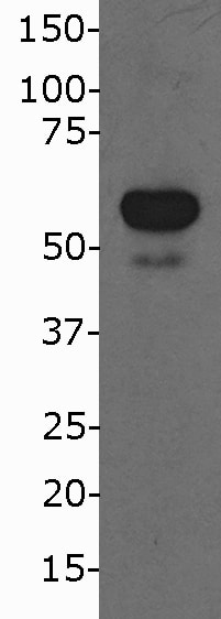 NONO Antibody NB100-1556