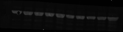 p97/VCP Antibody NB100-1557