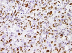 RPA14 Antibody (11.1) - Azide and BSA Free NB100-159