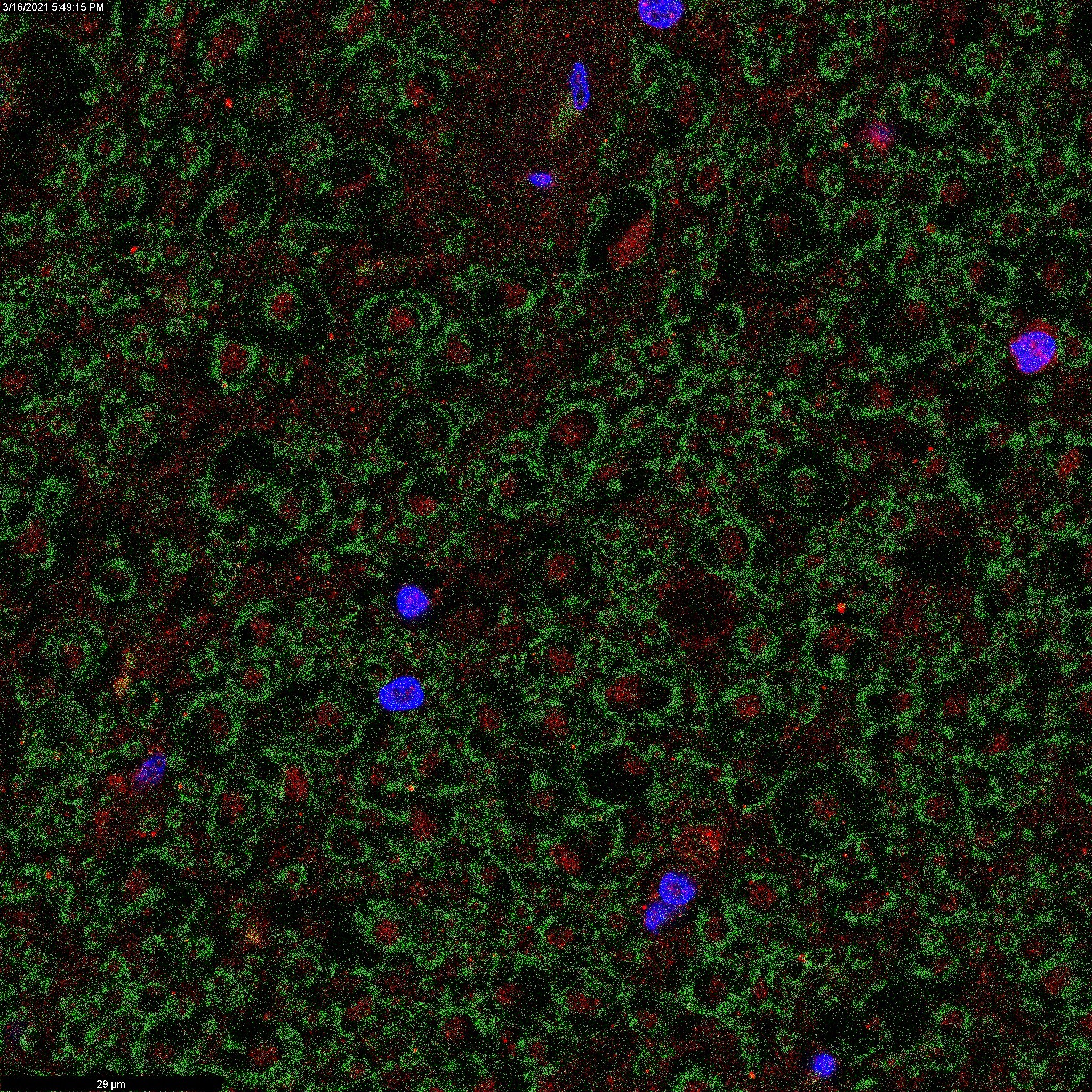 Myelin PLP Antibody - BSA Free NB100-1608