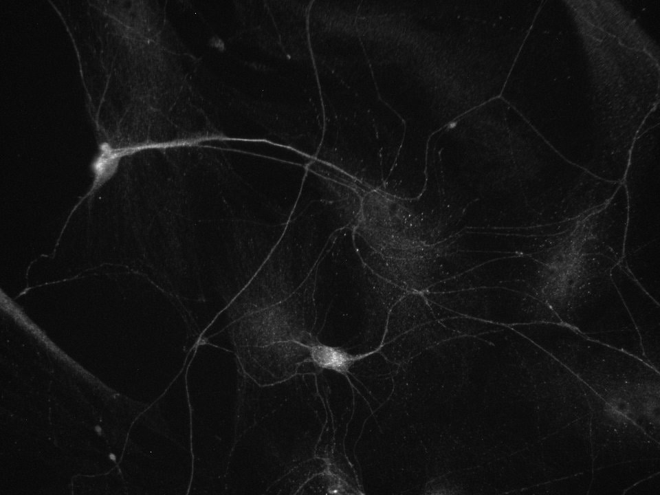 beta-III Tubulin Antibody - BSA Free NB100-1612