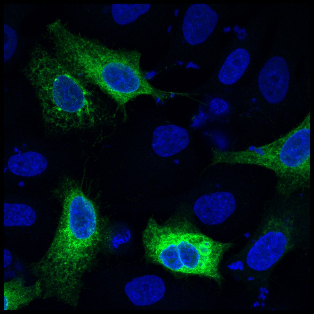 GFP Antibody - BSA Free NB100-1614