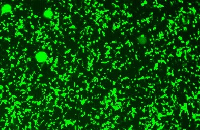 GFP Antibody - BSA Free NB100-1614