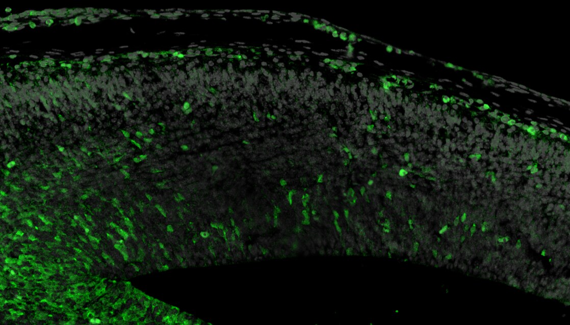 GFP Antibody - BSA Free NB100-1614